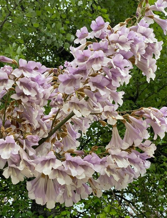 Павловнія морозостійка дворічна