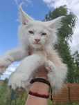 Kocurek unikat z efektem merle Maine Coon