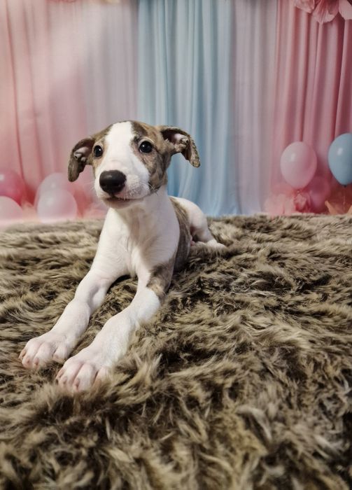 Chart Angielski Whippet FCI piesek
