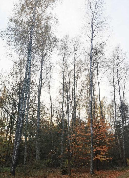 Drewno opałowe/ tartaczne brzoza