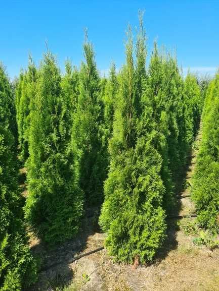 Tuja Szmaragd, Thuja Smaragd 160-180 cm KOŃCÓWKI MATERIAŁU-PRODUCENT