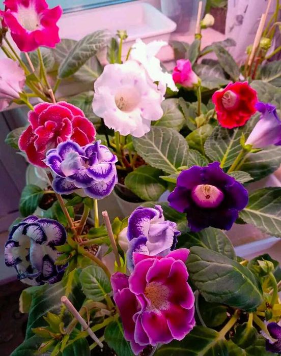 Глоксинія еск вишив