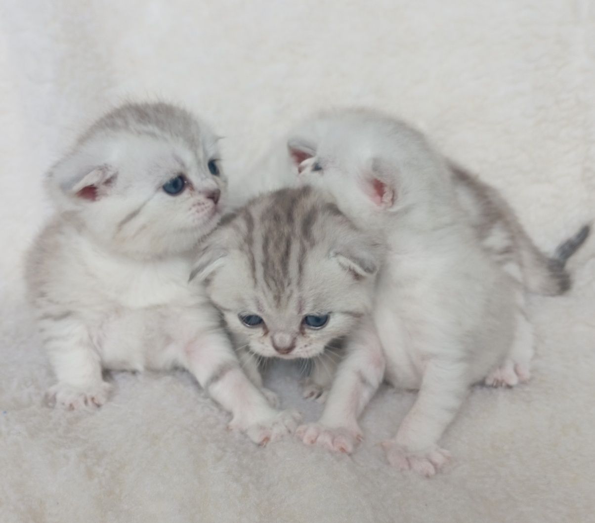 Вислоухие котята скоттиш фолд