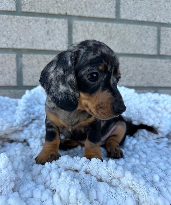 Teckel Femea Arlequim