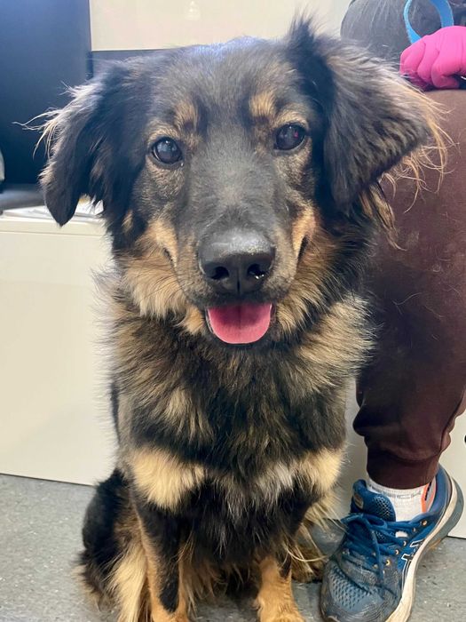 Milka poleca się do adopcjii