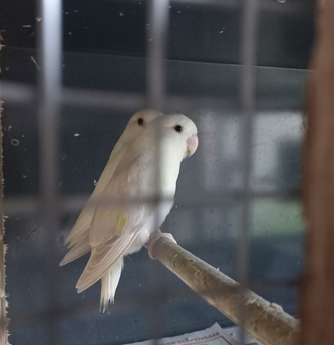 Agapornis roseicollis brancos para criar a mão