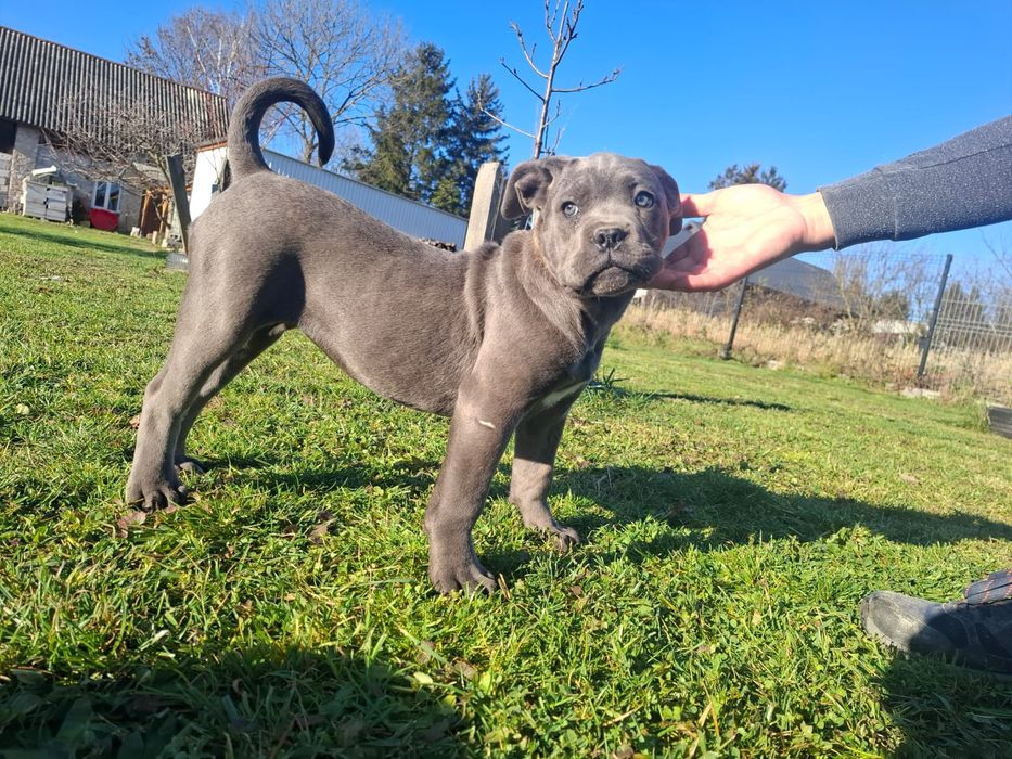 Suczka Cane Corso
