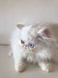 Gatinha persa com 3 mese, com Lop