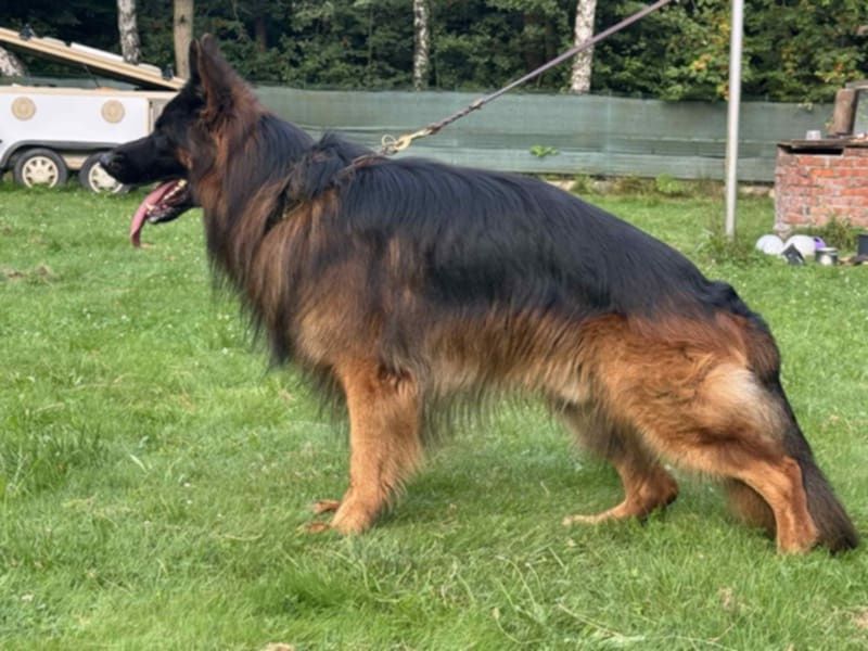 owczarek niemiecki długowłosy