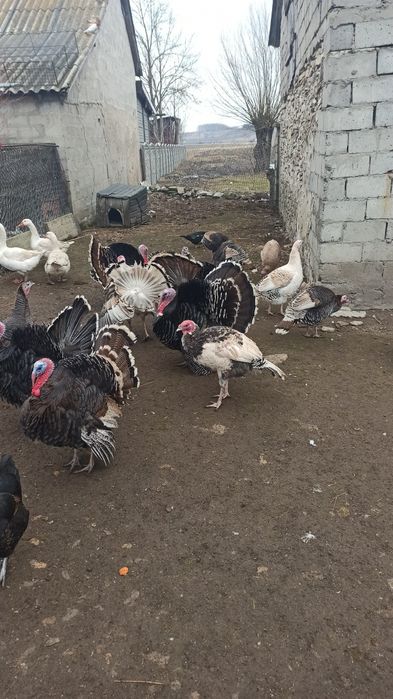 Sprzedam indyki indor