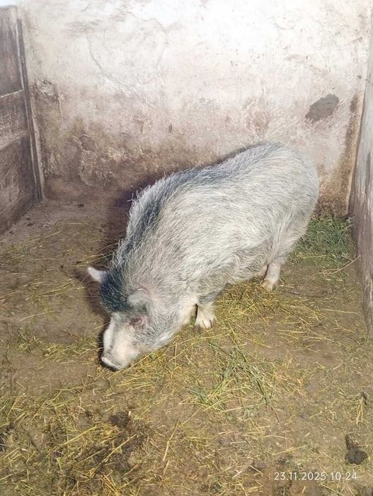 Продам-Обміняю Кнура