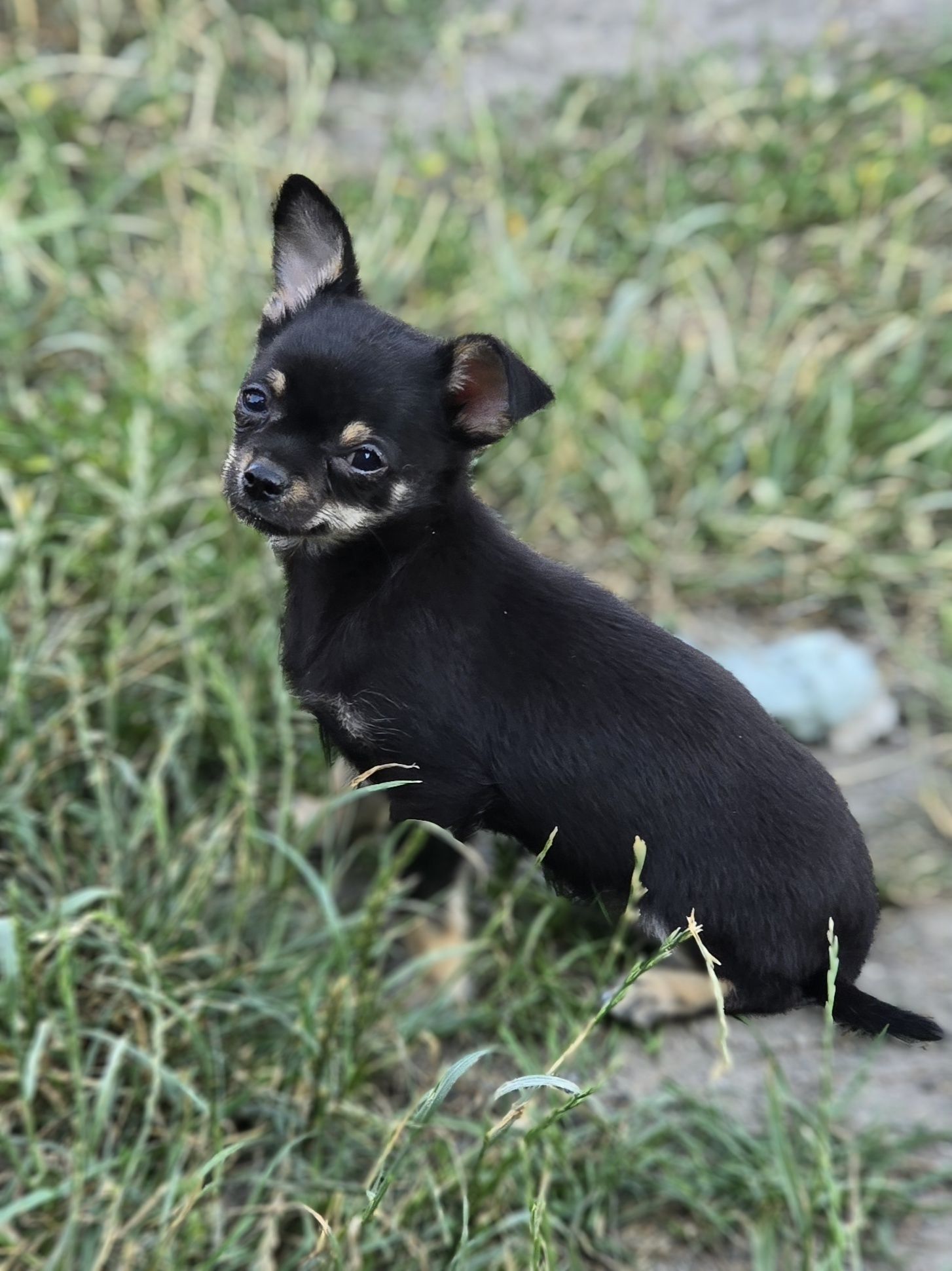 Chihuahua piesek