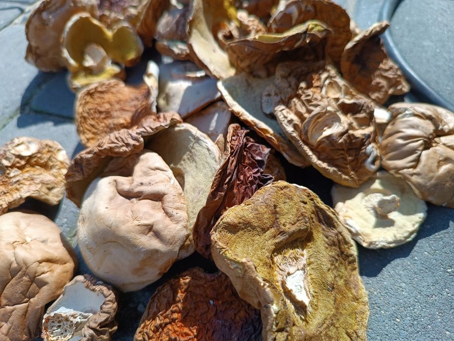 Borowik żółty seledynowy grzyby suszone 250g