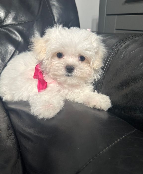 Maltańczyk Gotowy od 8 listopada