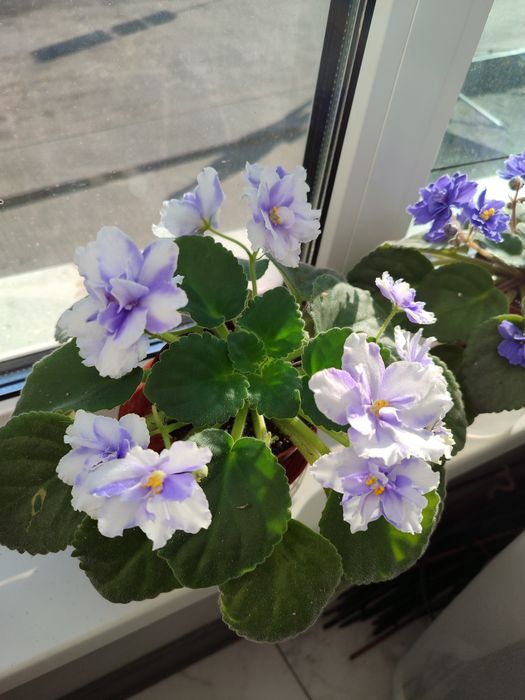 Фіалка. Сенполія