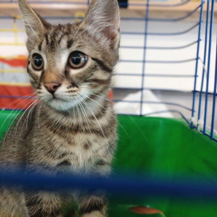 Котенок мальчик 3 мес