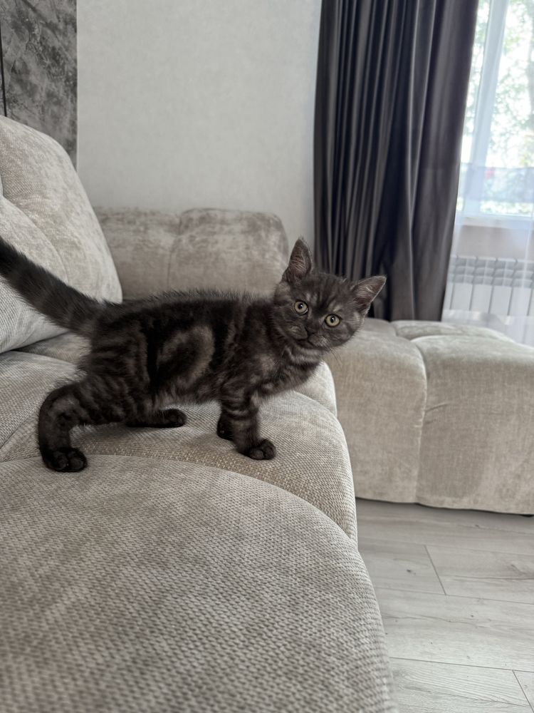 Котик  , кіт , кошеня