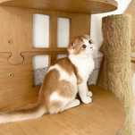Menino scottish fold