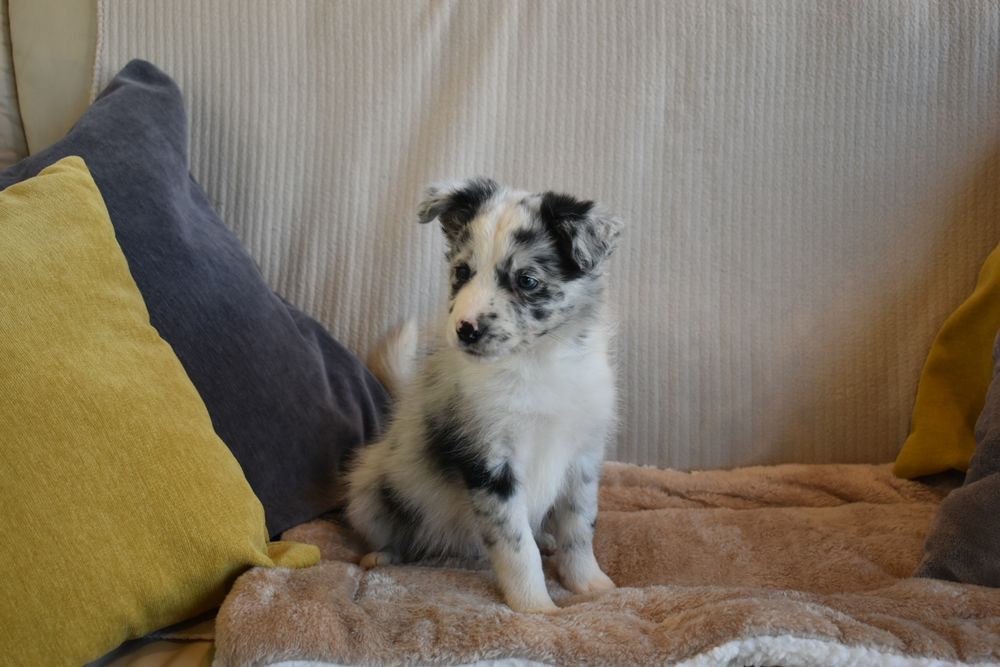 Border Collie Blue Merle fêmea