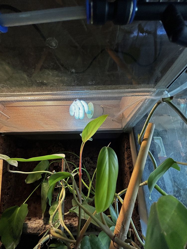 Terrarium 50x50x100