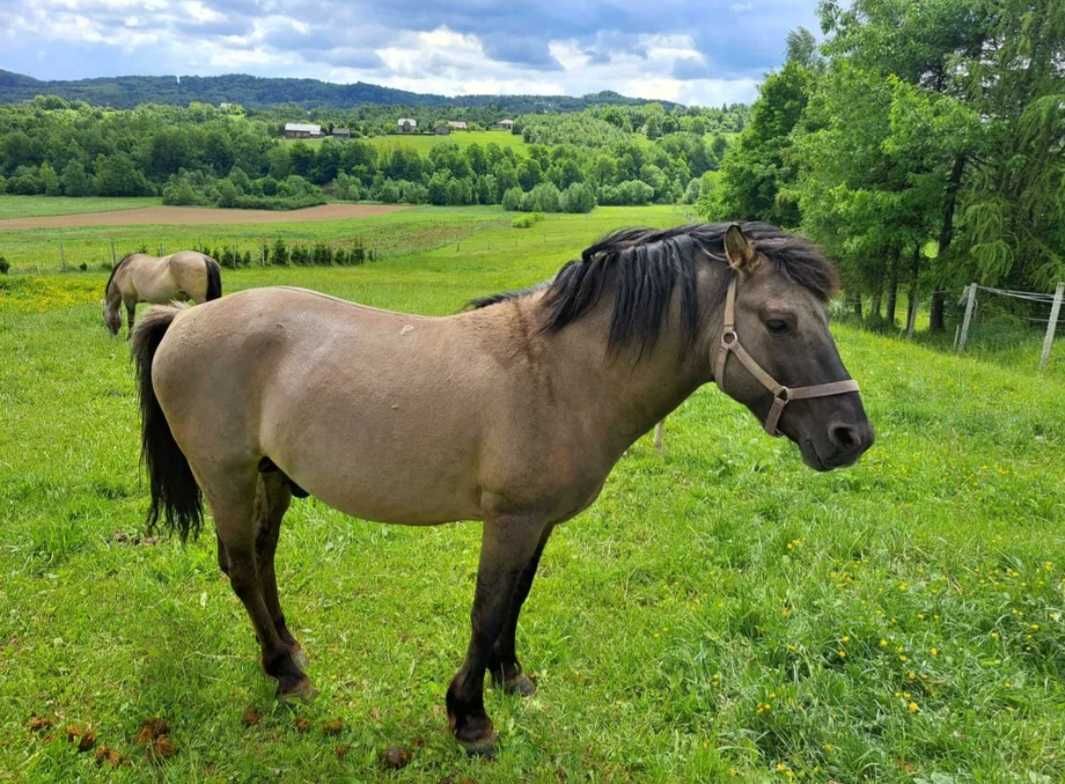 Koń Konik polski ogierek