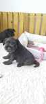 Schnauzer miniatura
