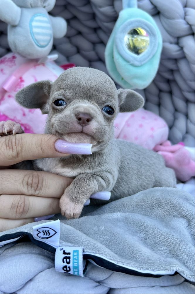 Chihuahua maleńka liliowa dziewczynka