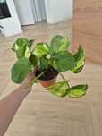Epipremnum Majula duże