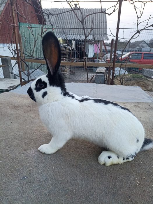 Кролики від малого до дорослого НСВ