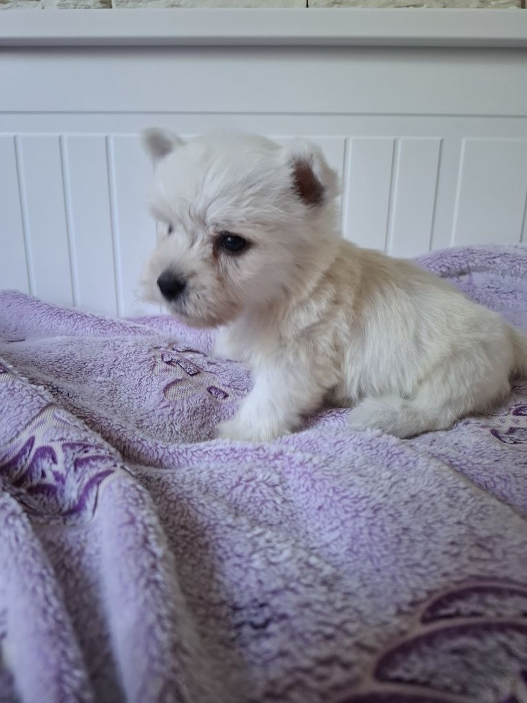 West highland white terrier 3
