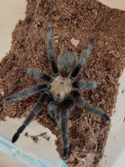 Aphonopelma chalcodes samiec 3DC