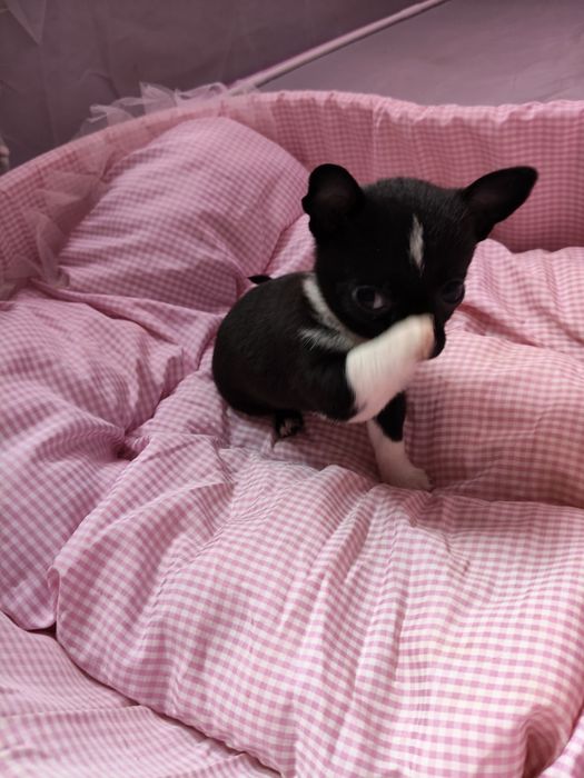 Чихуахуа дівчинка та два хлопчика