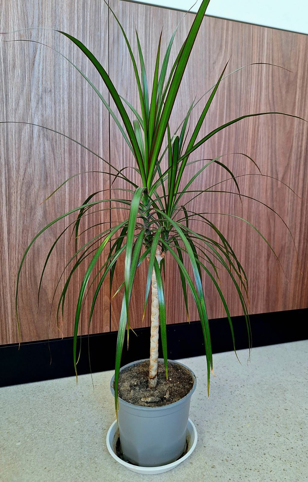 Dracena marginata