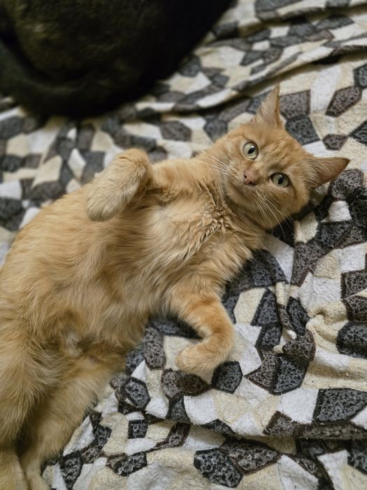 Киця в добрі ручки!