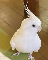 Белоснежный ручной попугайчик корелла,выкормыш