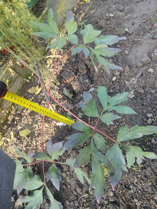 Піон півонія Kinkaku Jin Ge кінкаку деревовидний