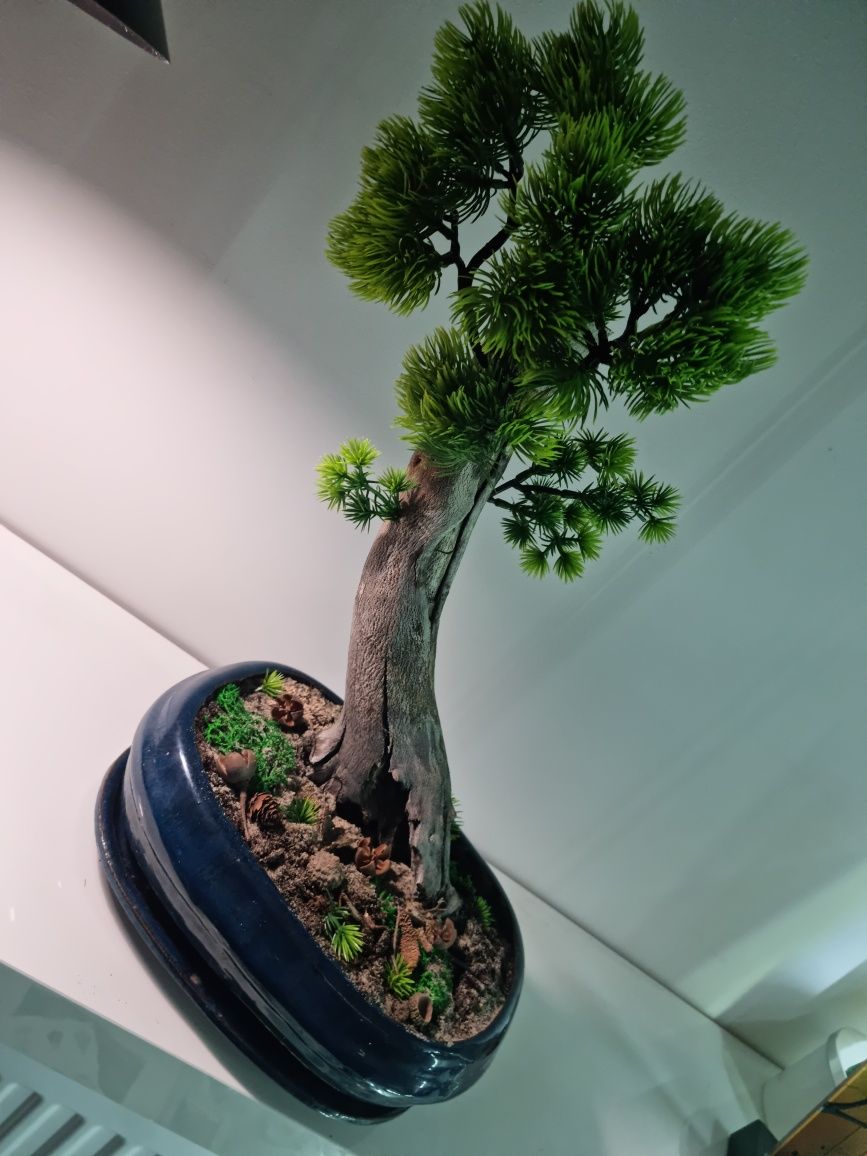 Drzewko   bonsai