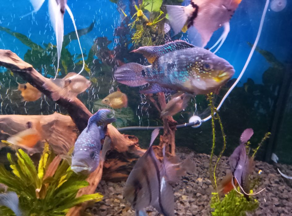 Pielęgnice niebieskołuskie 15cm 2 parki