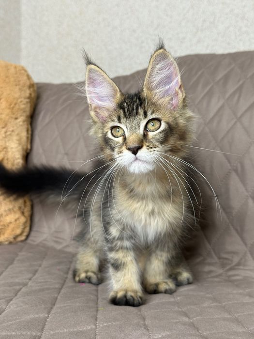 Sienna-Kotka Maine Coon