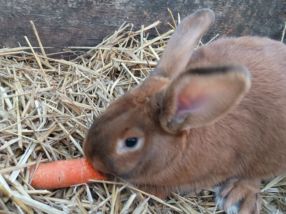 Młode Samice-królik