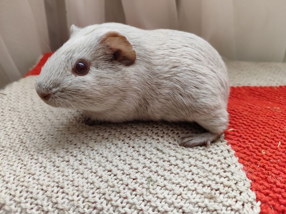 Морська свиночка дівчинка