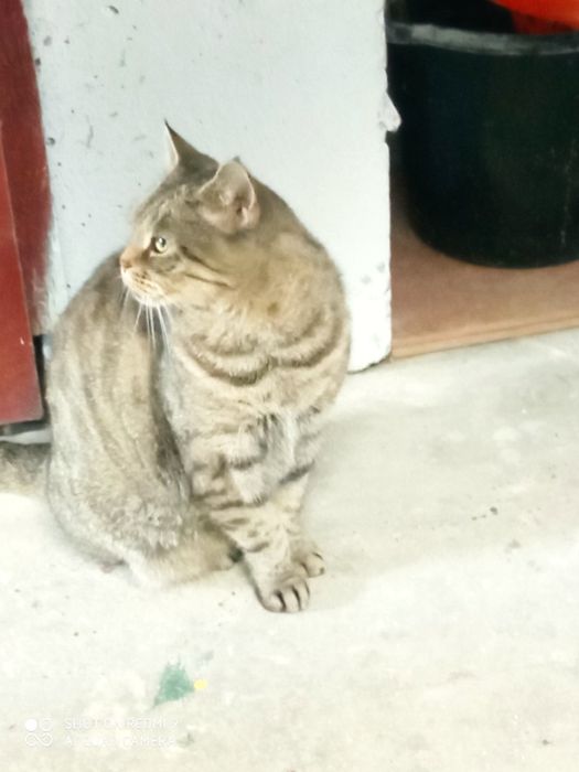 Dwie dorosłe kotki do adopcji