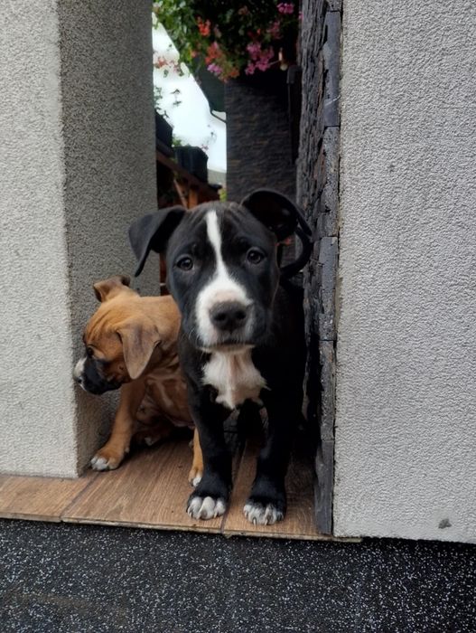 Szczenię Pitbull terrier