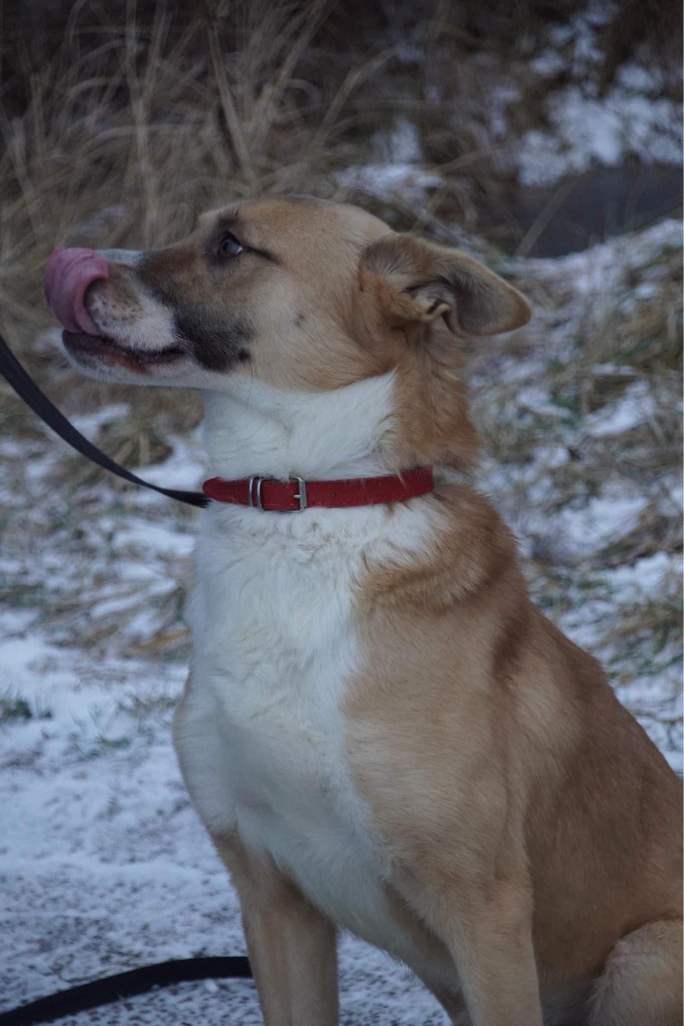 Canaan Dog za darmo!