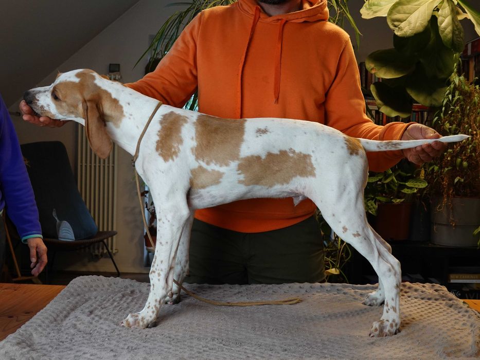 Pointer, wyżeł angielski, szczenię, hodowla "z Halikarnasu FCI"