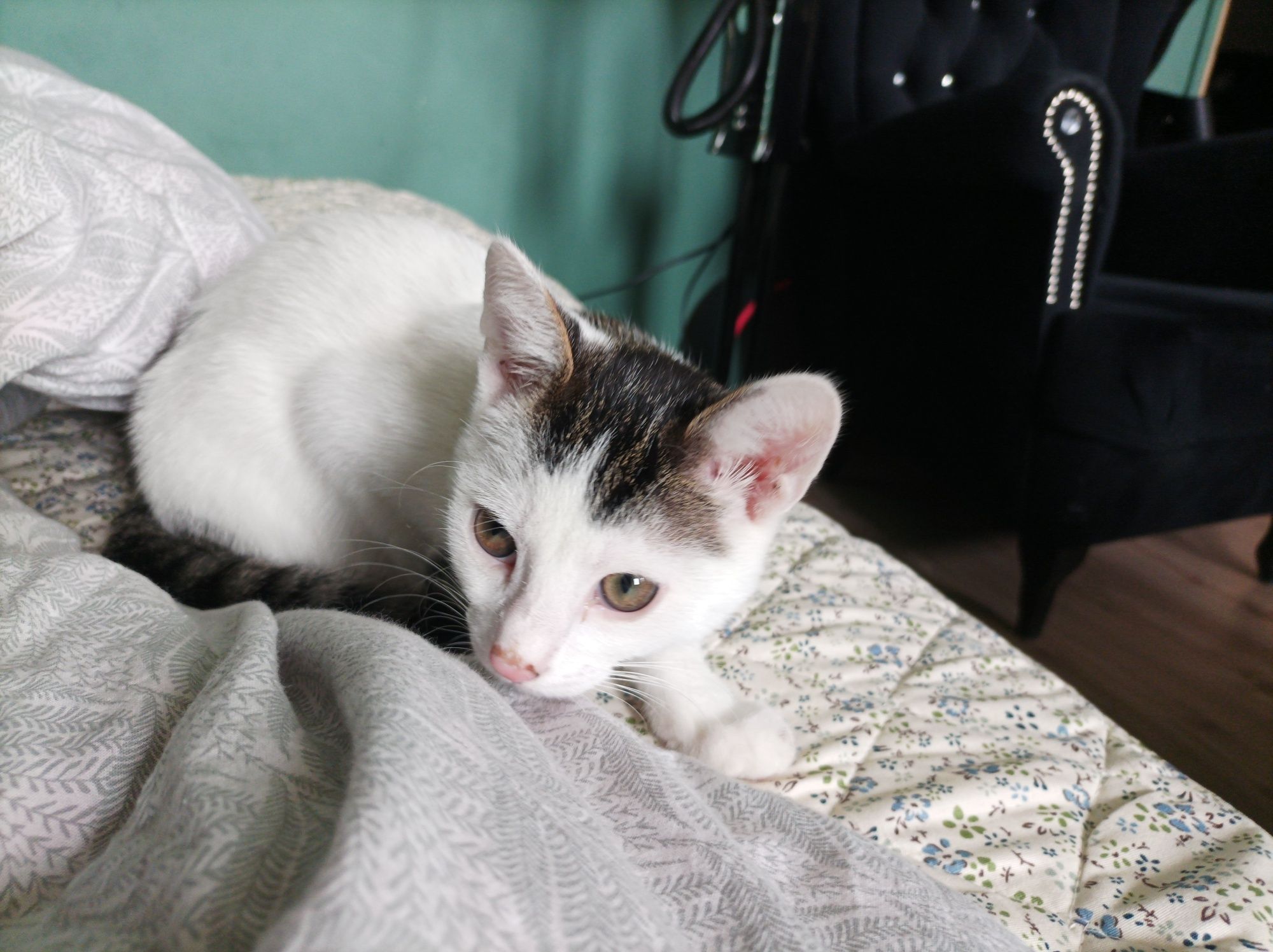 Śliczny kocurek do adopcji