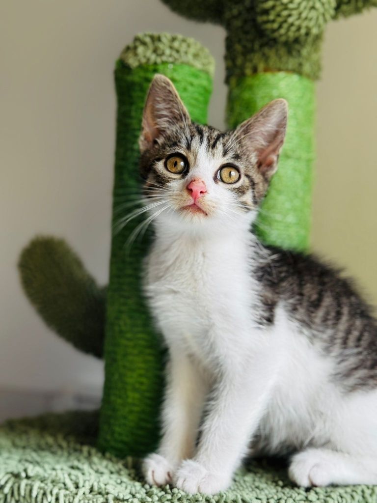 Kociaki do adopcji