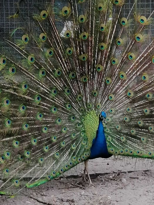 Pavões de várias cores: Branco, Asa negra, Azul e Arlequim