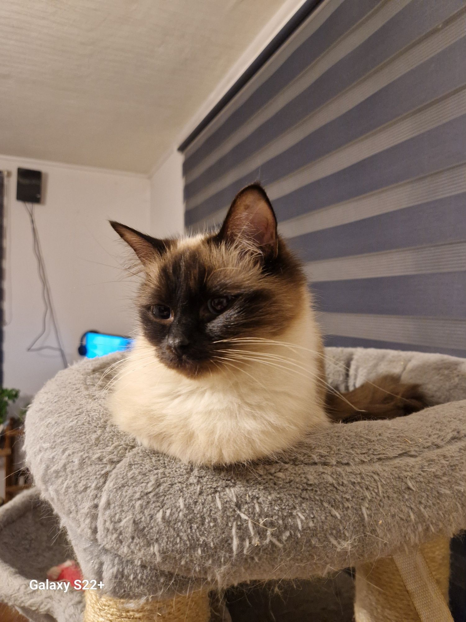 Ragdoll koteczka rasowa