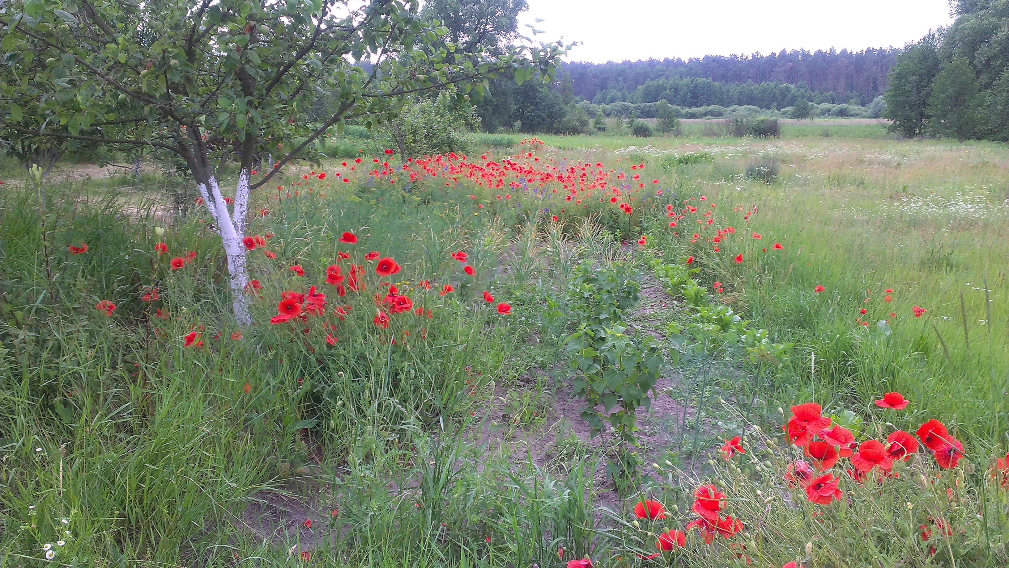 Продаю дім в м. Брусилів